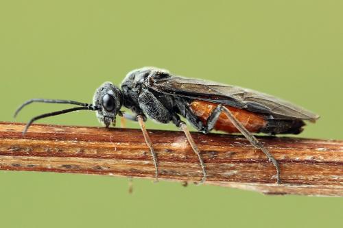 Réf. 247 263 : Dolerus junci