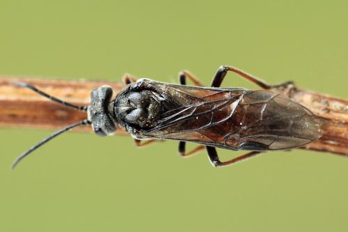 Réf. 247 264 : Dolerus junci