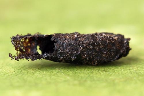 Réf. 247 369 : Periclista lineolata