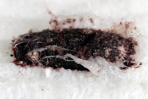 Periclista albida