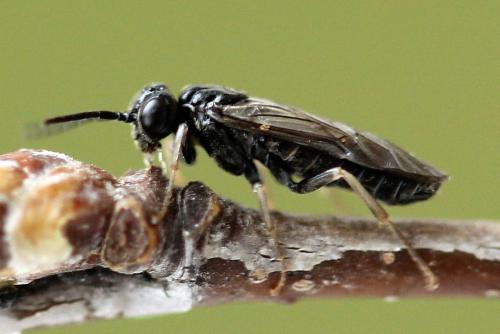 Réf. 247 371 : Periclista lineolata