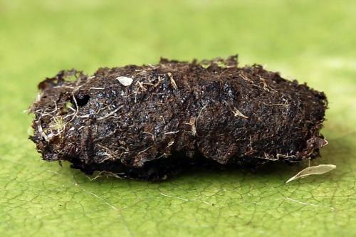 Periclista albida