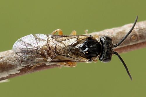 Réf. 247 347 : Periclista albida