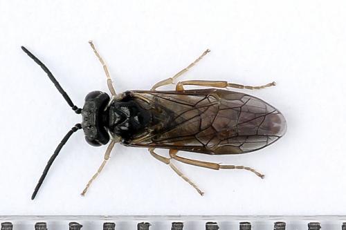 Periclista albida