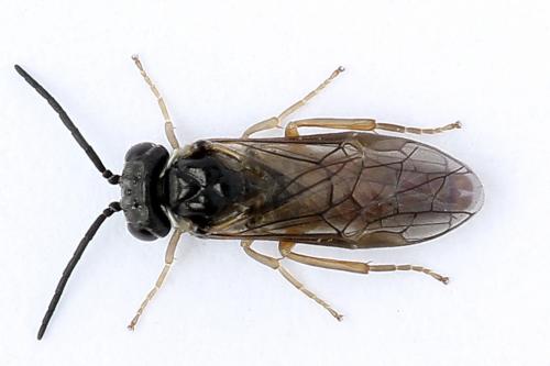 Periclista albida