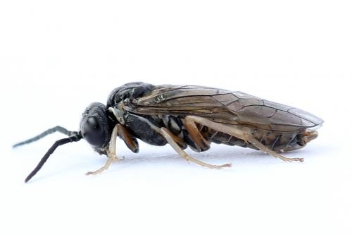 Réf. 247 350 : Periclista albida