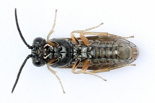Réf. 247 351 : Periclista albida