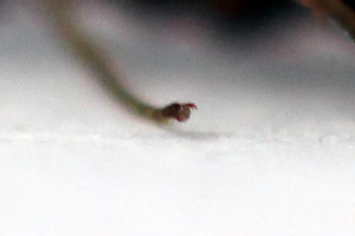 Periclista albida