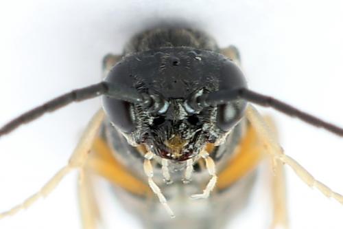 Réf. 247 353 : Periclista albida