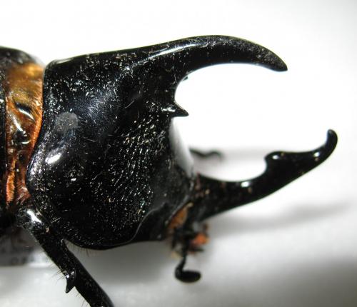 Réf. 247 031 : Augosoma centaurus