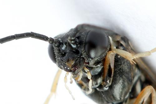 Réf. 247 354 : Periclista albida