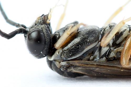 Réf. 247 355 : Periclista albida