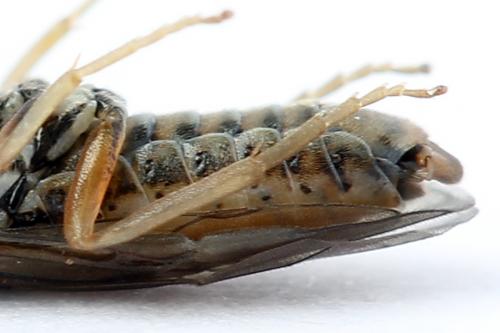 Réf. 247 356 : Periclista albida