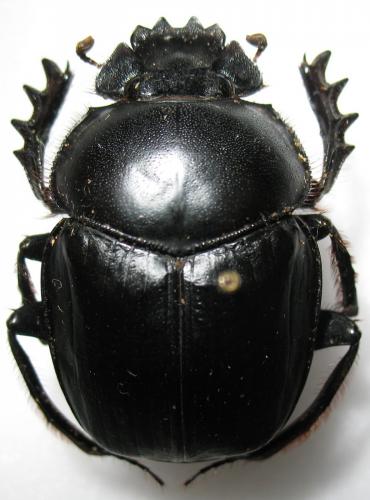Scarabaeus laevigatu