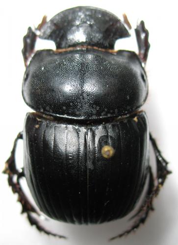 Coprini