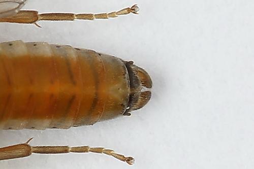 Periclista albida