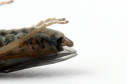 Réf. 247 358 : Periclista albida