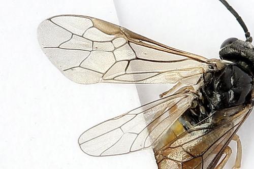 Réf. 247 360 : Periclista albida
