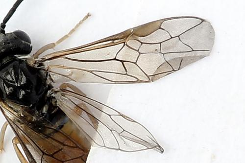 Periclista albida