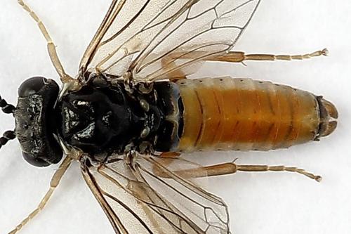 Réf. 247 362 : Periclista albida