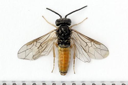 Réf. 247 363 : Periclista albida