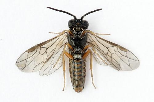 Réf. 247 364 : Periclista albida