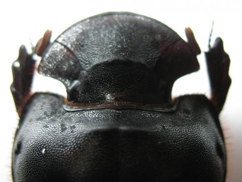 Coprini