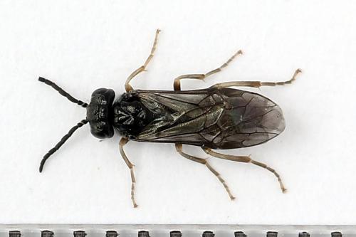 Periclista lineolata