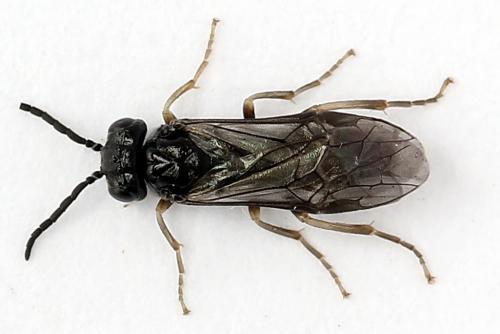 Réf. 247 374 : Periclista lineolata