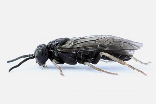 Réf. 247 375 : Periclista lineolata