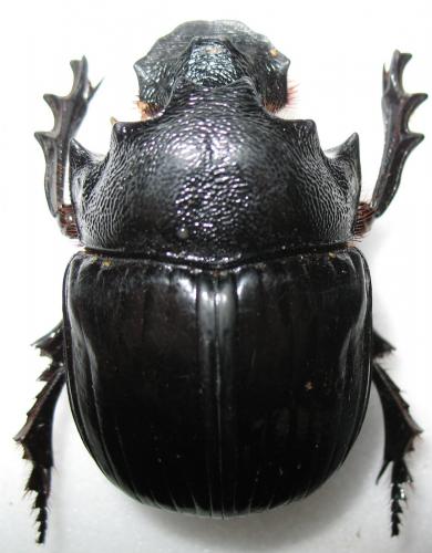 Heliocopris haroldi