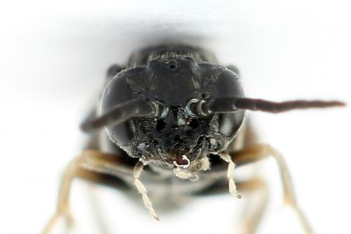 Réf. 247 377 : Periclista lineolata