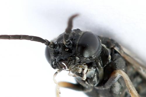 Réf. 247 378 : Periclista lineolata