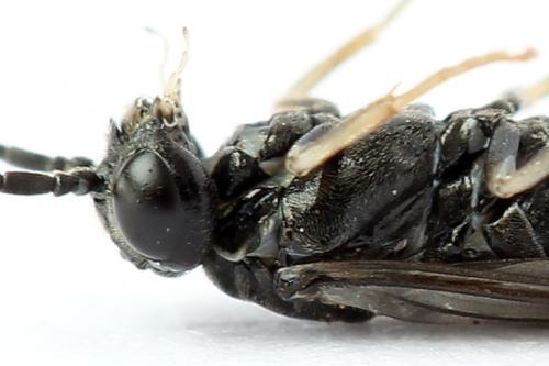 Réf. 247 379 : Periclista lineolata