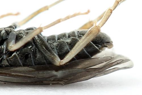 Réf. 247 381 : Periclista lineolata