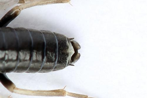 Réf. 247 382 : Periclista lineolata