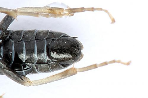Réf. 247 384 : Periclista lineolata
