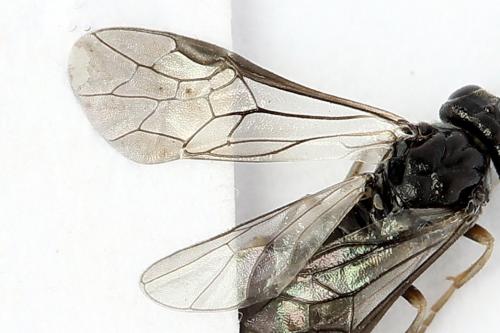 Réf. 247 385 : Periclista lineolata