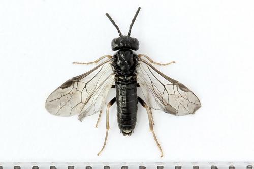 Réf. 247 387 : Periclista lineolata