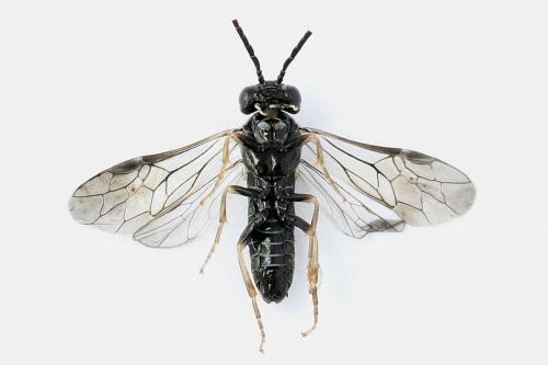 Periclista lineolata