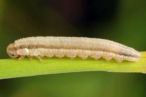 Tenthredopsis tessellata