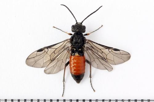 Réf. 247 265 : Dolerus junci