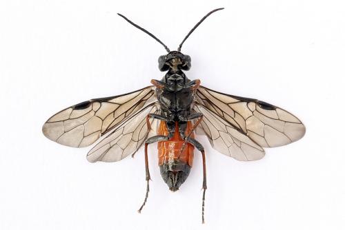 Réf. 247 266 : Dolerus junci