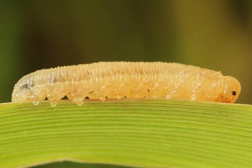 Tenthredopsis tessellata