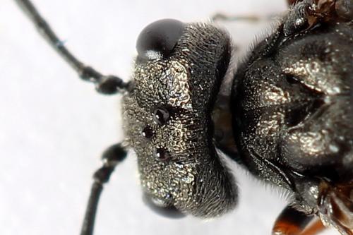 Réf. 247 270 : Dolerus junci