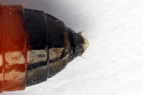 Réf. 247 278 : Dolerus junci