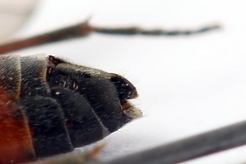 Réf. 247 279 : Dolerus junci