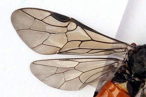 Dolerus junci