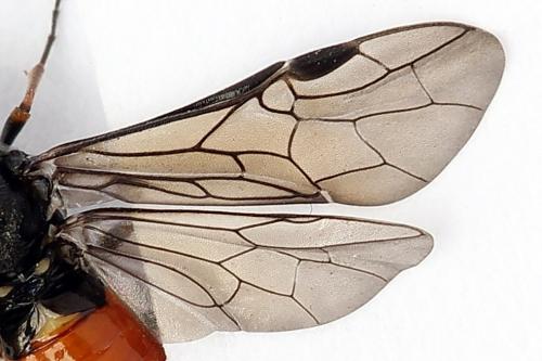 Dolerus junci