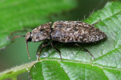 Réf. 247 182 : Agrypnus murinus
